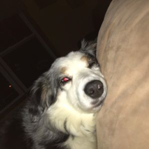 Meet your Posher, Caroline